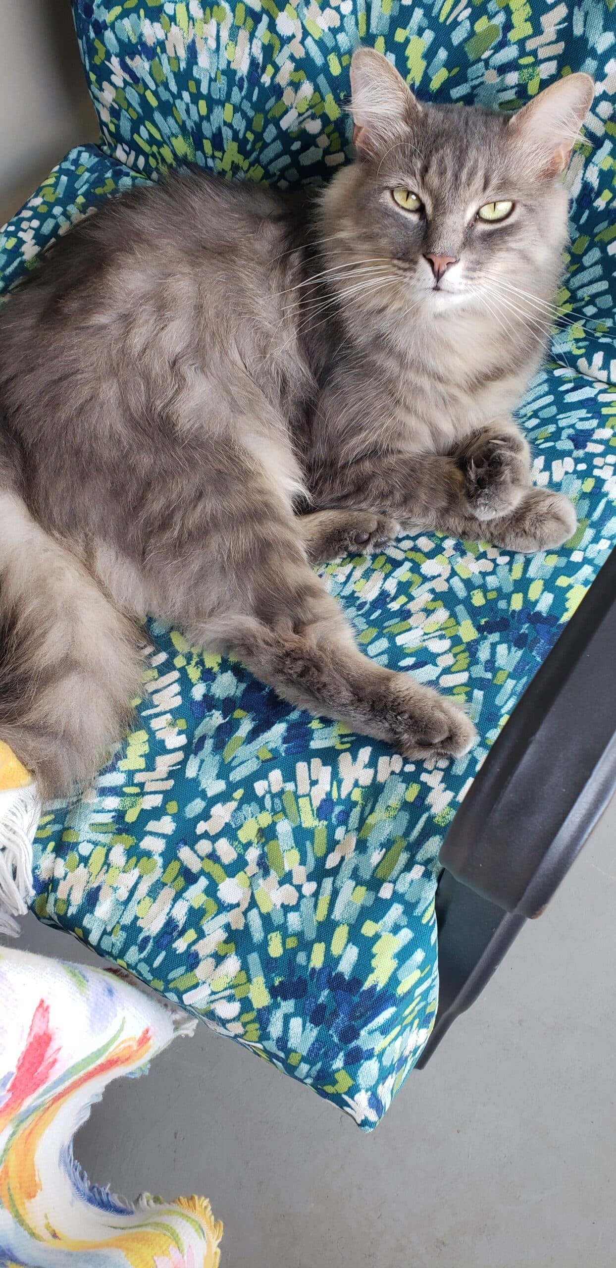 A Shift In Consciousness, To Avoid a Cat-tastrophe