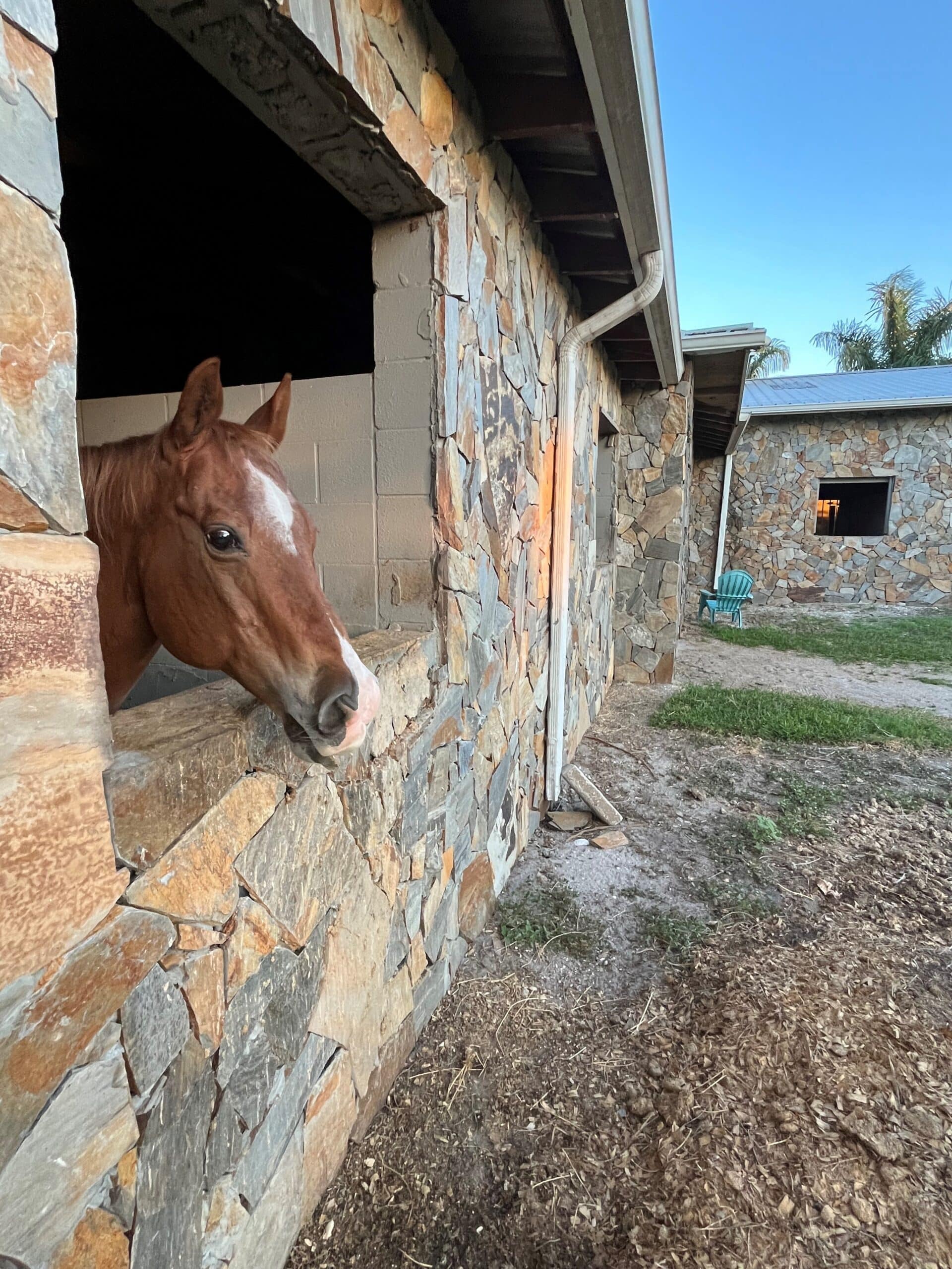 A Sensitive Horse’s Anxiety