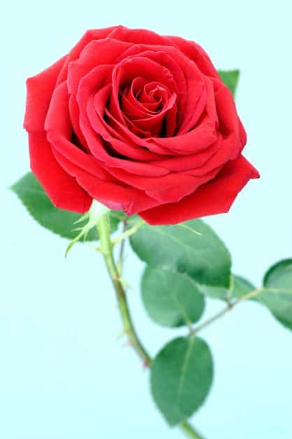 The Exploding Rose